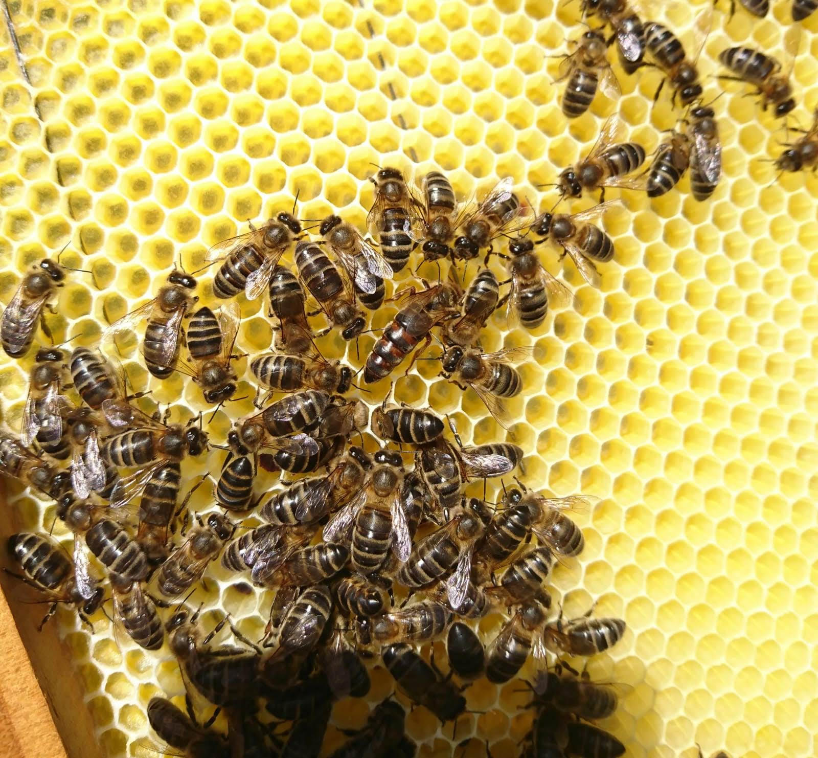 Por Qué las Abejas Son Esenciales para Nuestra Vida (y Cómo Puedes Ayudarlas)